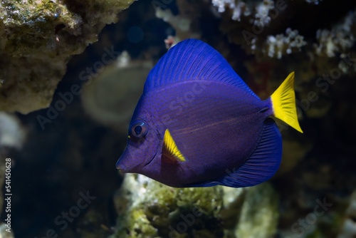 yellowtail tang juvenile fish show off side view, yellow fin demanding species for experienced aquarist require care, live rock stone reef marine aquarium, popular pet in LED actinic blue light photo