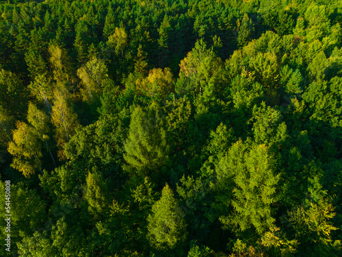 A view from the air on huge areas of the forest. Forest landscape concept, big forest. Environmental protection, care for nature.