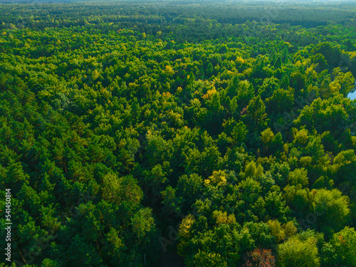 A view from the air on huge areas of the forest. Forest landscape concept, big forest. Environmental protection, care for nature.