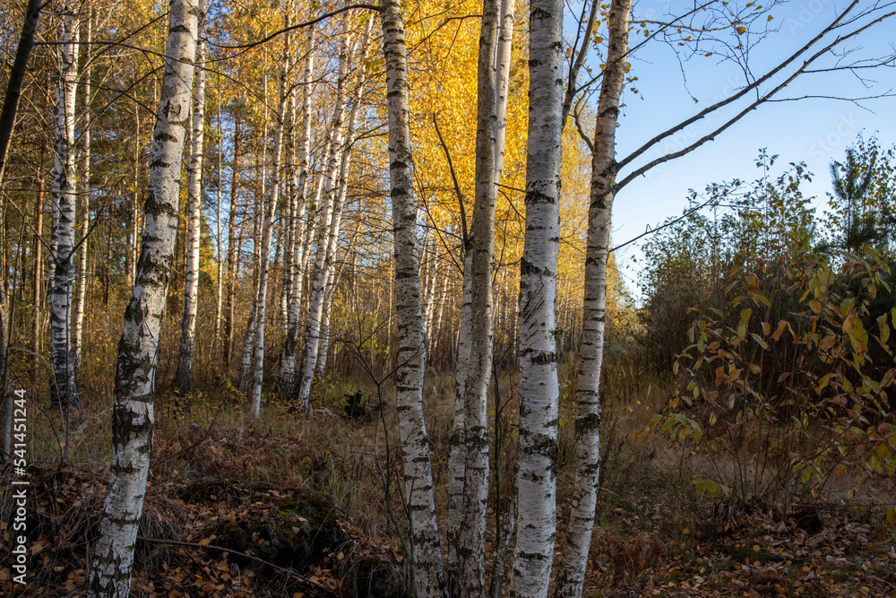 The birch grove is illuminated by the rays of the sun. Autumn picturesque landscape with yellow foliage. The birch grove is illuminated by the rays of the sun. Autumn picturesque landscape with yellow foliage.