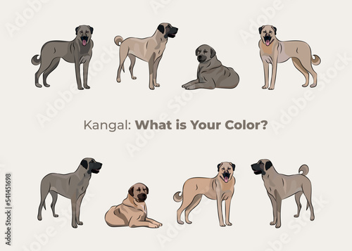 Kangal Shepherd colors. Cute kangal dogs characters in various poses, design for print, adorable and cute cartoon vector set, in different poses. All popular colors. Dog Drawing collection set. photo