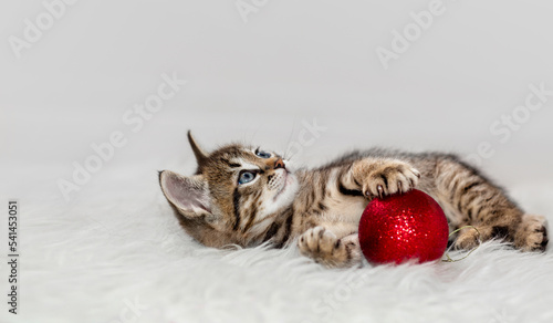 Cute striped kitten is playing with a red Christmas ball.