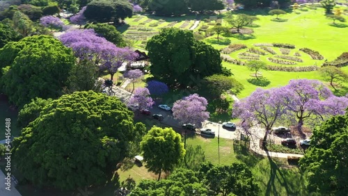 Fly around new farm park, aerial capturing parkway covered in lush green foliages and jacaranda purple flowering tree, tilt up reveals riverside neighborhoods of teneriffe, hawthorne and normal park. photo