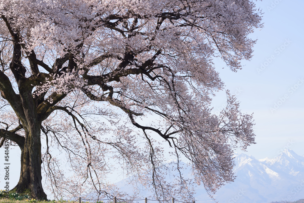 The cherry blossoms of Wanizuka are in full bloom, and the snow-capped mountains of Yatsugatake can be seen beyond. The cherry blossoms of Wanizuka are in full bloom, and the snow-capped mountains of Yatsugatake can be seen beyond.