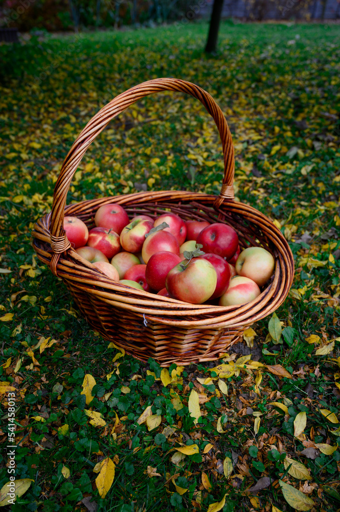 Apples in the basket on the grass. Wicker basket with ripe, red apples harvest in the garden. Apples in the basket on the grass. Wicker basket with ripe, red apples harvest in the garden.