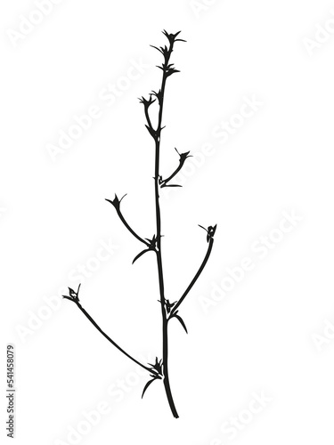 Fototapeta Naklejka Na Ścianę i Meble -  Botanical illustration. Vector silhouette of a plant, branch, twig, grass, herb or flower. Isolated black drawing on white background.