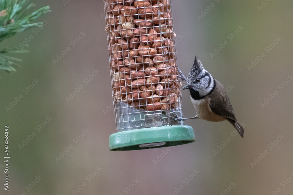 Naklejka premium Crested tit on a bird feeder in the forest, Cairngorms, Scotland