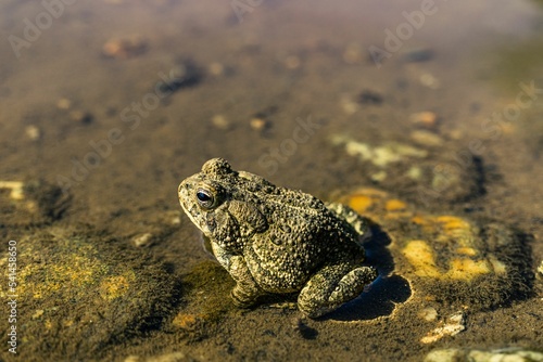 Closeup of a woodhouse's toad, Anaxyrus woodhousii in a pond. photo