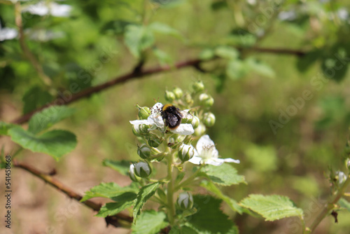 photo of bumblebee on a flower of a blackberry