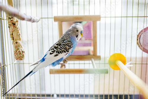 Funny budgerigar. Cute blue budgie pa parrot sits in cage and plays with mirror.