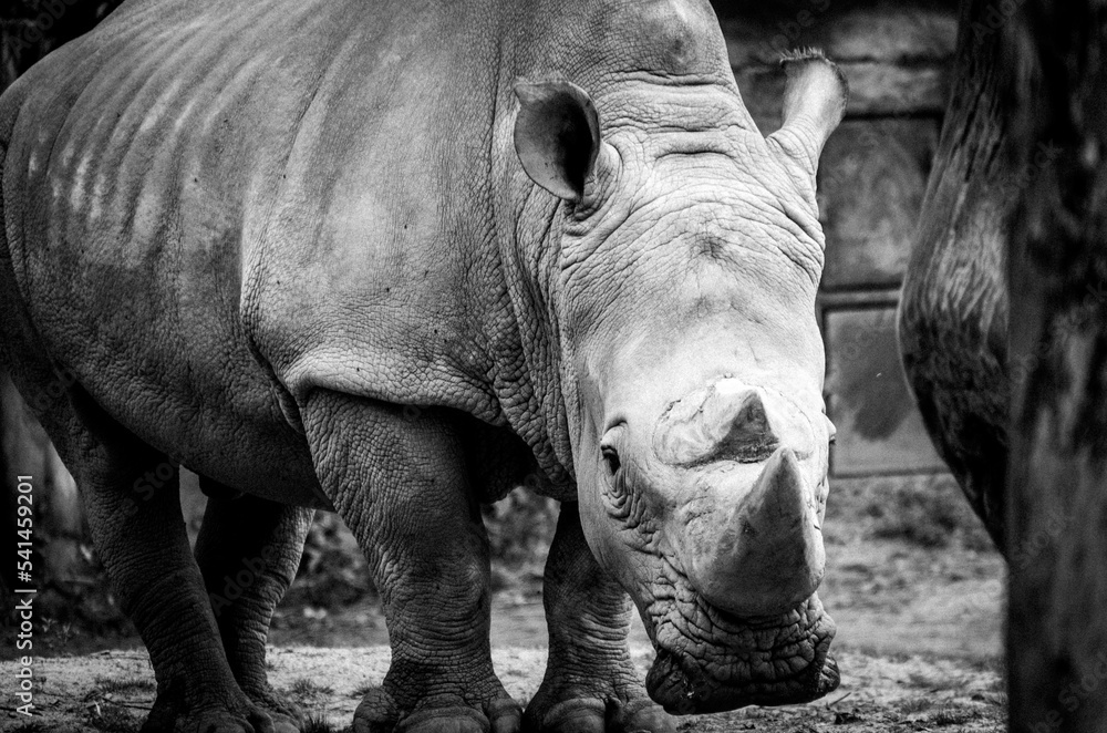 Fototapeta premium White rhino photographed close up in black and white