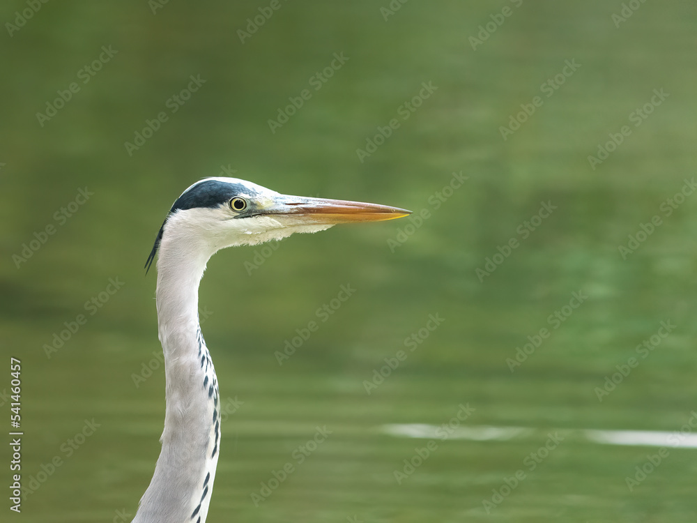 A head shot of a stunning Grey Heron (Ardea cinerea) hunting for food along the bank of a river. A head shot of a stunning Grey Heron (Ardea cinerea) hunting for food along the bank of a river.