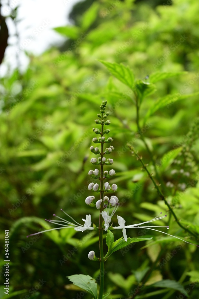 cat's whiskers flower with raindrops. The flower shape is beautiful and look like not only cat’s whiskers but also a bird outstretching the wings. The plant has other name “Java tea”. cat's whiskers flower with raindrops. The flower shape is beautiful and look like not only cat’s whiskers but also a bird outstretching the wings. The plant has other name “Java tea”.