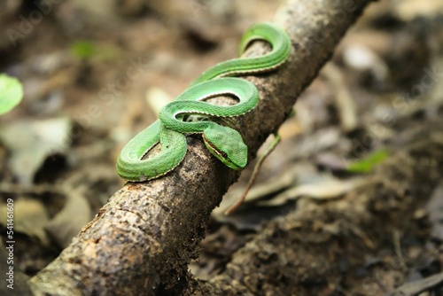 Fotografie Closeup shot of the green mamba on a tree branch