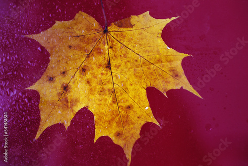 autumn maple leaf on a glass surface with water rain drops on a red background