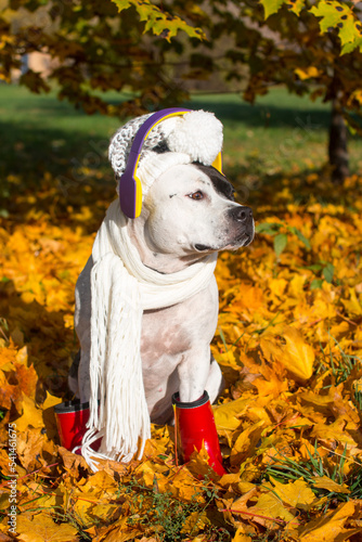 Dogs dressed in hats with a scarf. Listening to music with headphones on a walk. Bright golden autumn, funny beautiful dogs in outfits © Светлана Высокос