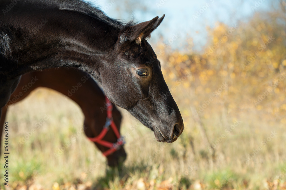 portrait of  black beautiful colt poseing  at sunny fall day. farming life