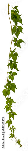 branch of a hanging down vine plant isolated on transparent background - climbing plant - high resolution - alpha channel - png - nature element - image compositing footage - jungle - nature - forest