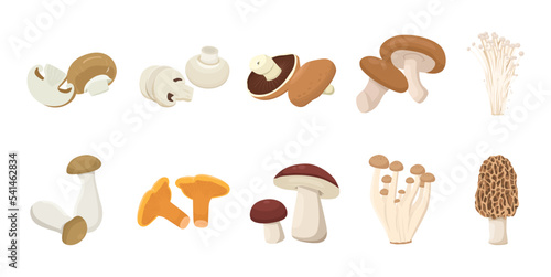 Flat vector of cute bright colors of mushroom vector icon collections. Illustration isolated on white background 
