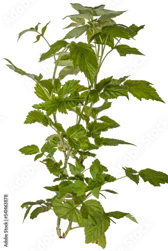 green leaves of a redberry bush / blackberry bush isolated on transparent background - png - image compositing footage - alpha channel 