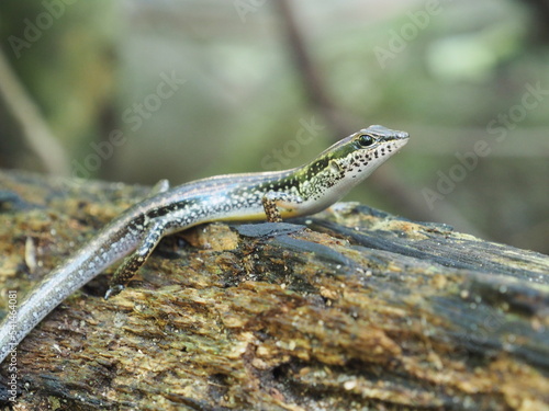 lizzard in forest