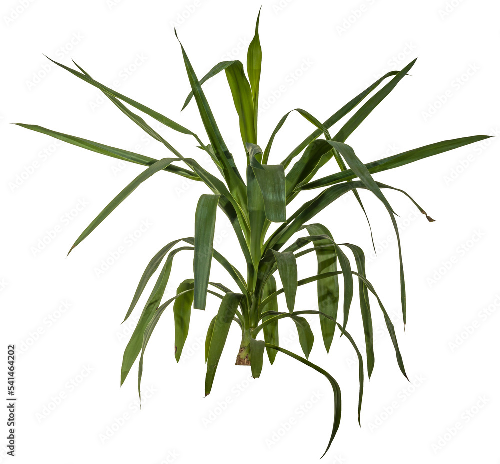 Fototapeta premium bamboo isolated