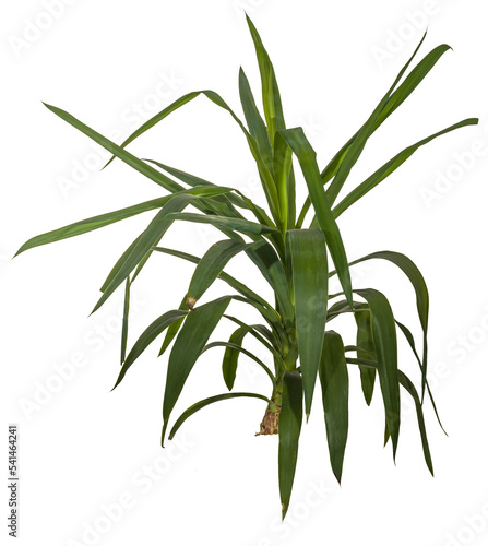 bamboo leaves isolated on transparent background - png - image compositing footage - alpha channel 