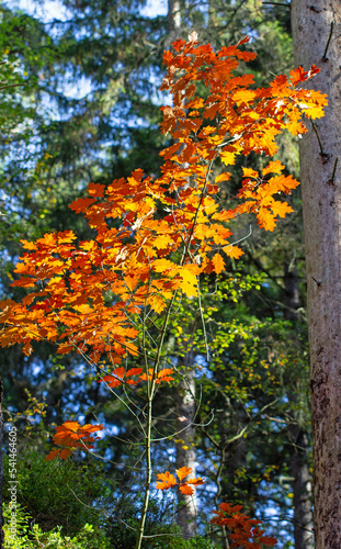 Autumn views in german forest - colored leaves