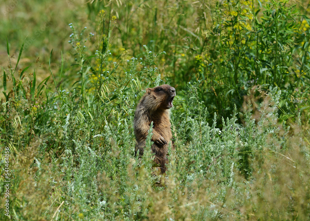 Marmot in a meadow in the steppe screaming a summer.