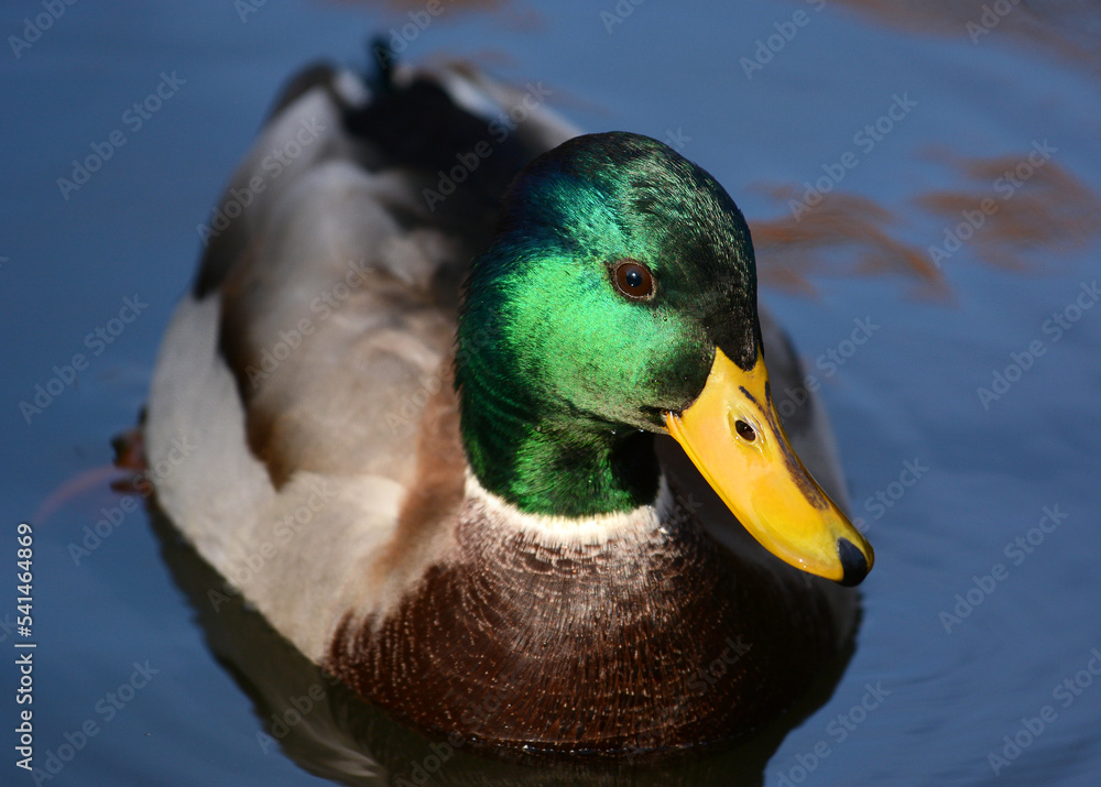 Portrait of a Duck mallard (male, drake) on the water