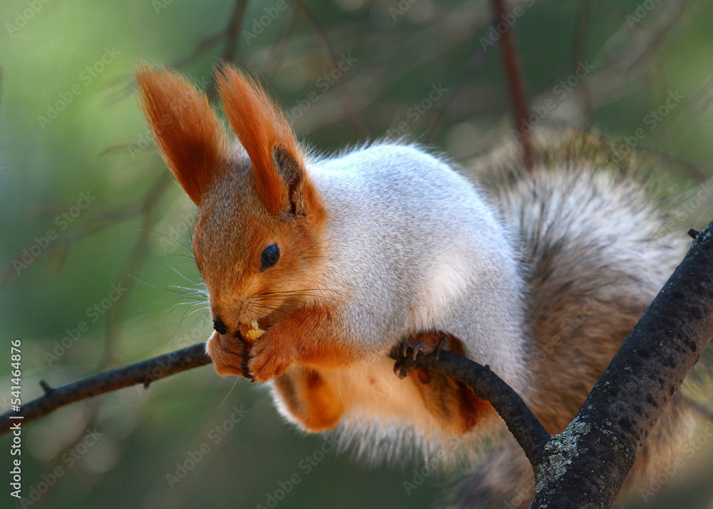 Beautiful red Sciurus vulgaris sits on a tree branch and eats a nut