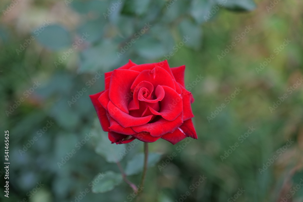 로즈, flower, 뜰, red, 분홍, 네이처, love, 미, 식물, 식물, flower, 꽃잎, 개화, 여름, 꽃봉오리, beautiful, 로즈, 블로섬, 나뭇잎, 매크로, 꽃, 발렌타인, 봄 로즈, flower, 뜰, red, 분홍, 네이처, love, 미, 식물, 식물, flower, 꽃잎, 개화, 여름, 꽃봉오리, beautiful, 로즈, 블로섬, 나뭇잎, 매크로, 꽃, 발렌타인, 봄
