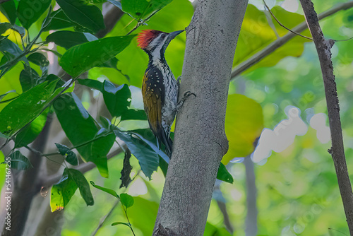 Lesser flameback woodpecker isolated in habitat photo