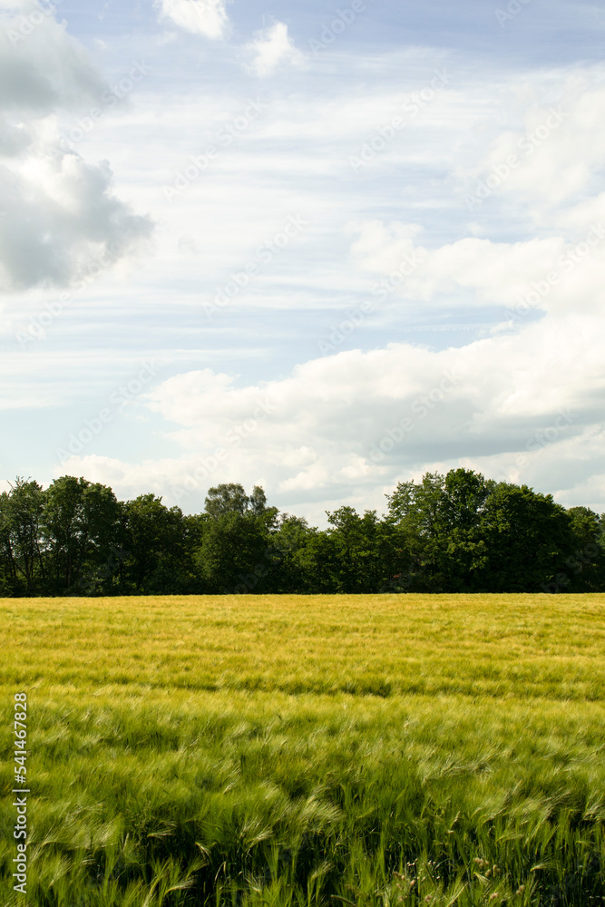 Fototapeta premium Feld Waldrand Getreide Gerste