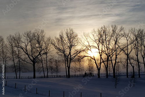 A peaceful and serene photo taken at sunrise of the weak winter sun tries to break through the cloud cover and silhouettes the bare tree branches of a row of deciduous trees. © Janice