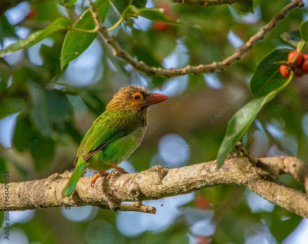 Fototapeta premium Brown-headed barbet