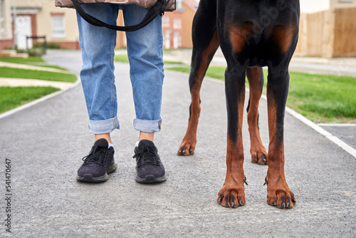 Legs of Doberman Pinscher dog standing next to owner on street while out for a walk