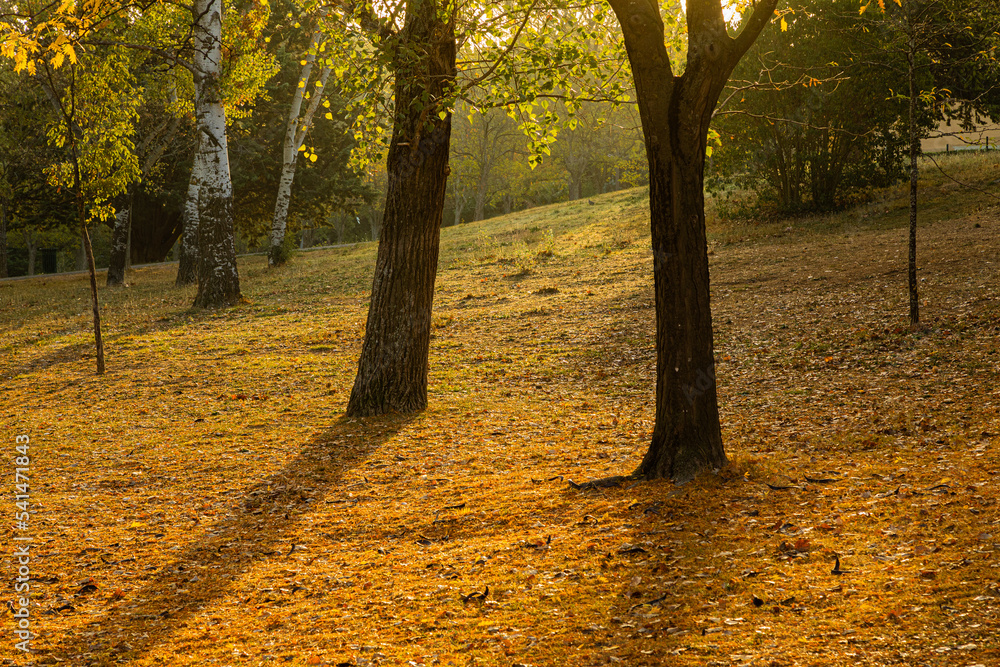 Fototapeta premium dead leaves at the foot of the trees in a park in the light of an autumn morning