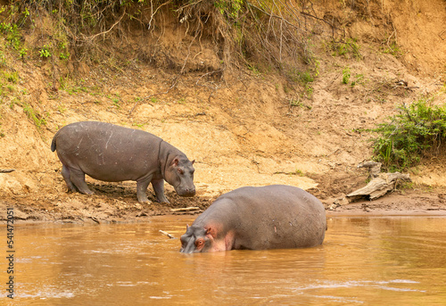 Pair of Hippopotamus (Hippopotamus amphibious) at a river bank in Masai Mara, kenya