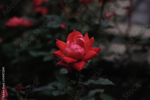 秋にバラが鮮やかに咲く