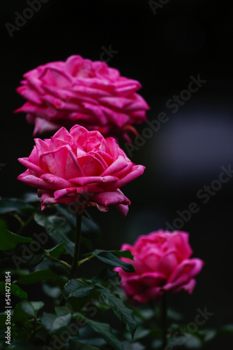 秋にバラが鮮やかに咲く