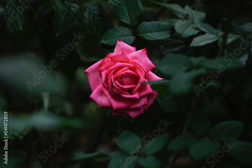 秋にバラが鮮やかに咲く