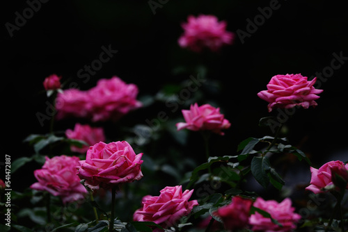 秋にバラが鮮やかに咲く