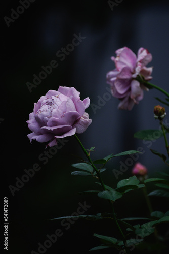 秋にバラが鮮やかに咲く