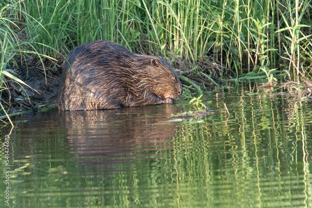 Dzikie zwierzęta w Polsce na tle naturalnego środowiska - obrazy, fototapety, plakaty 