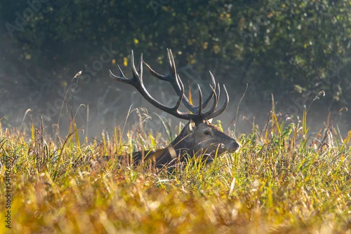 Obraz Dzikie zwierzęta w Polsce na tle naturalnego środowiska