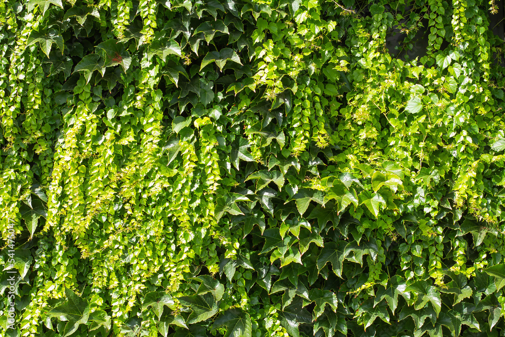 Wall of life green ivy background