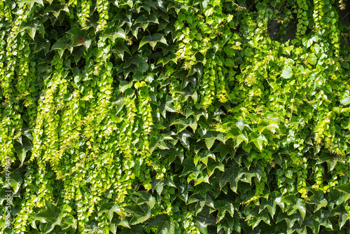 Wall of life green ivy background