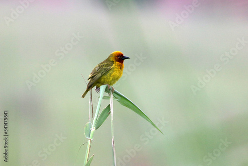 The Cape Weaver Bird on a blade of grass photo