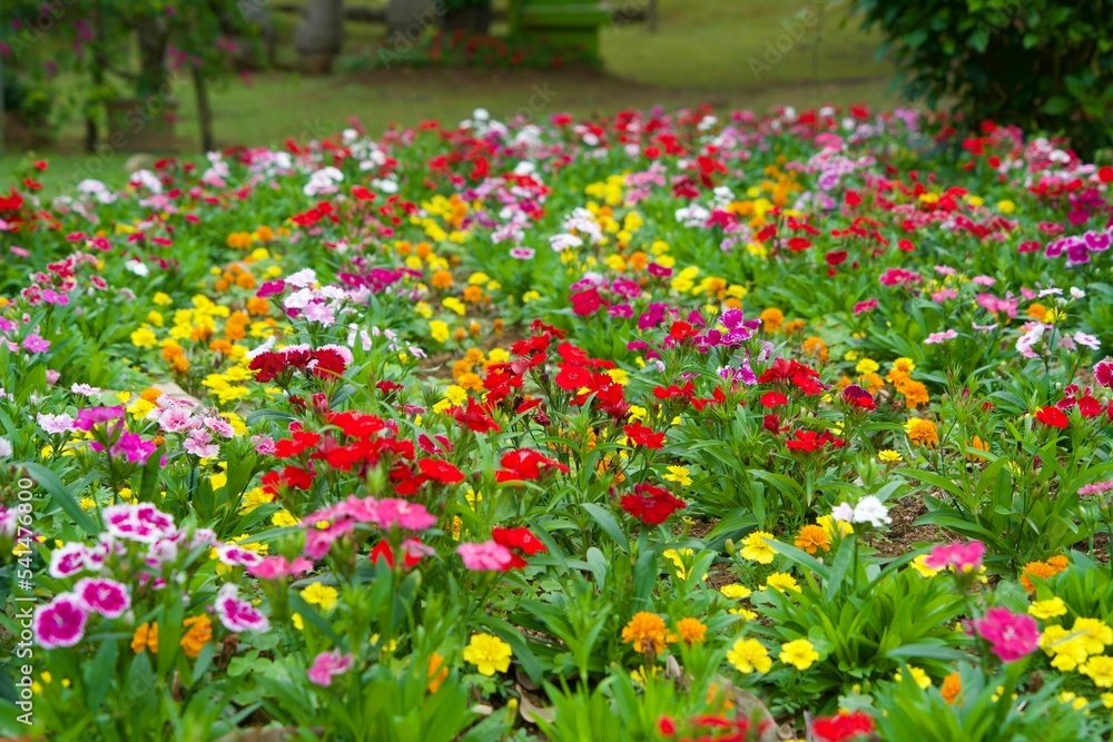 Colorful flower garden at Miyakojima Botanical Garden Colorful flower garden at Miyakojima Botanical Garden